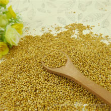 8311 type Yellow Millet in husk